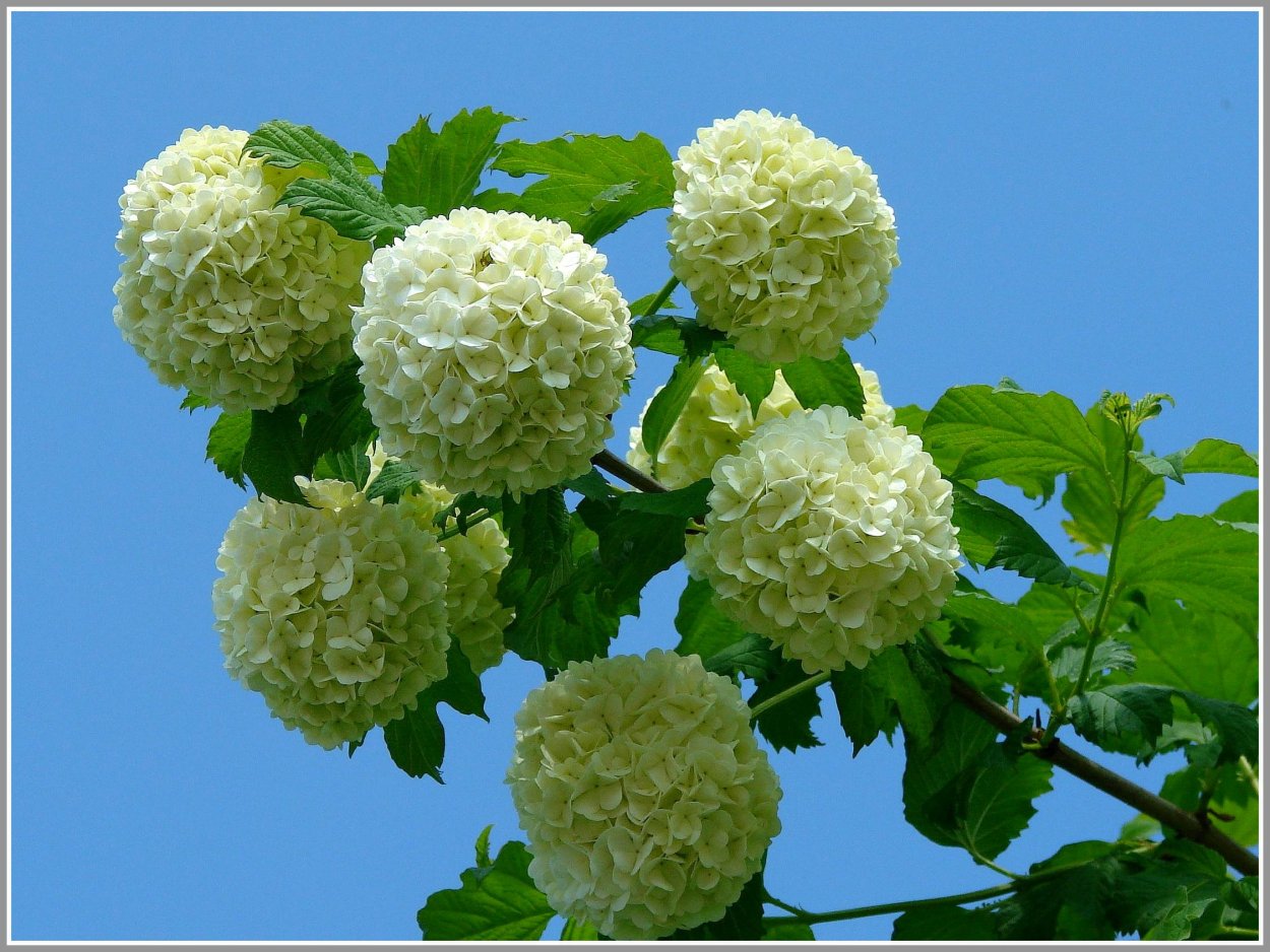 Калина бульденеж