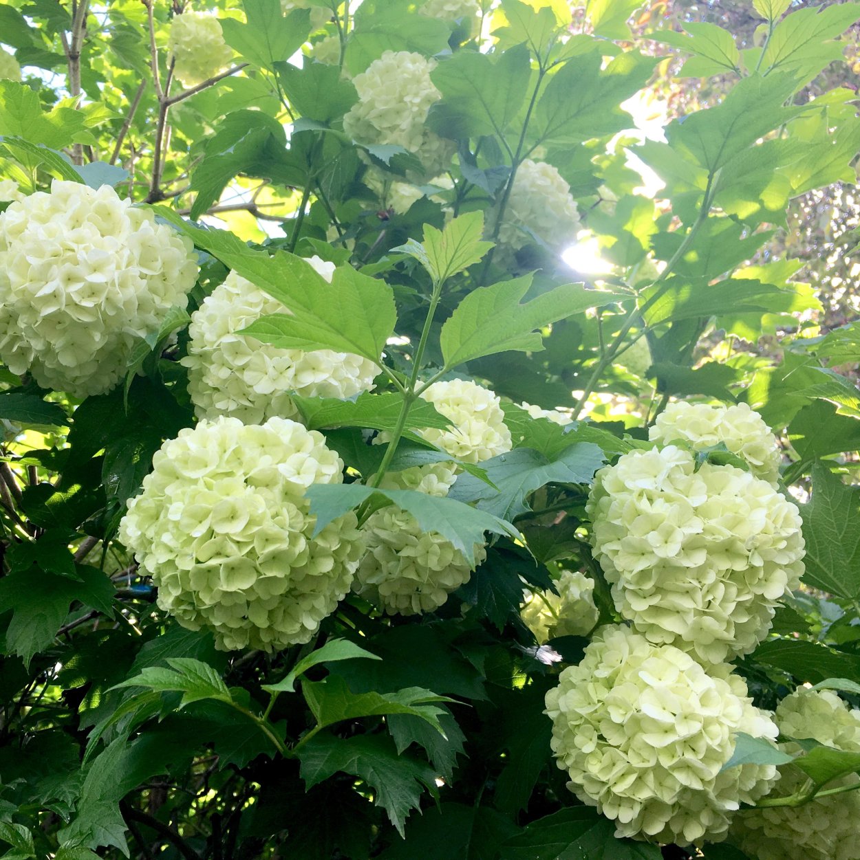 Калина бульденеж Roseum