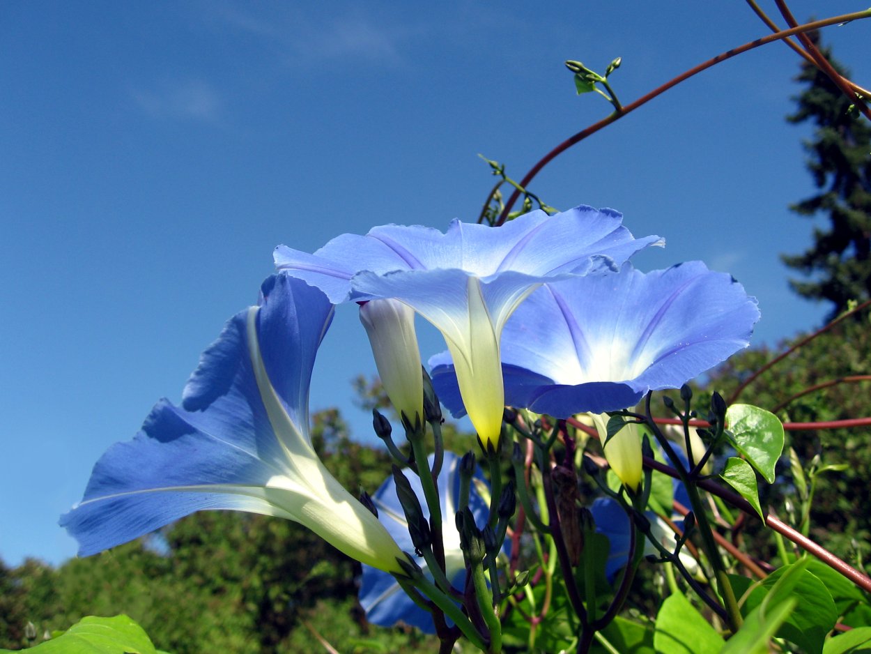 Heavenly Blue ипомея