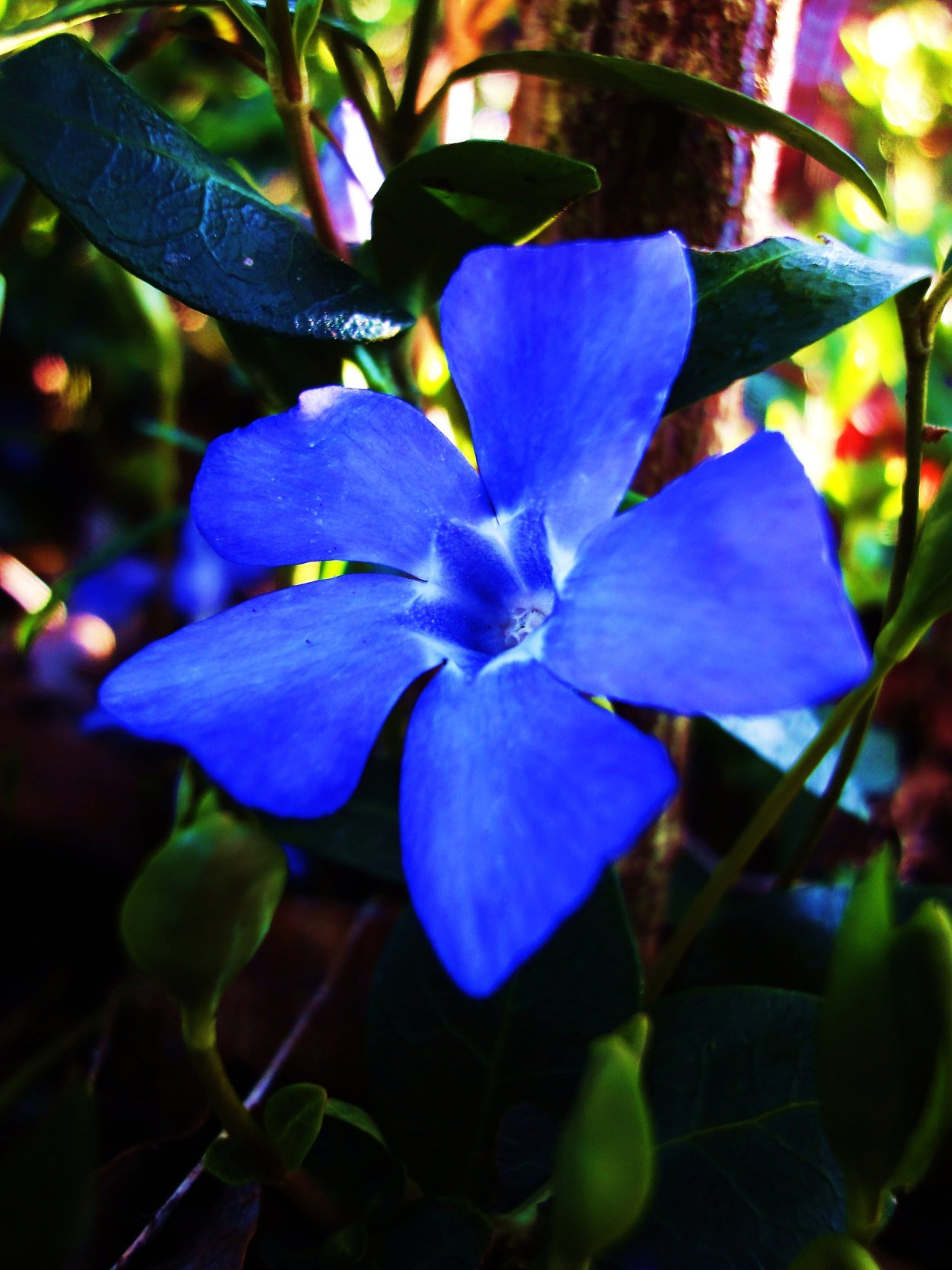 Барвинок большой Vinca Major