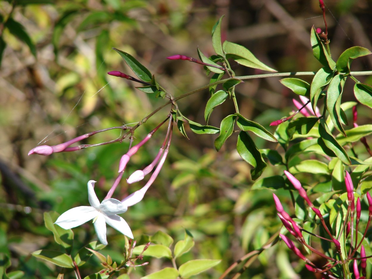 Жасмин polyanthum