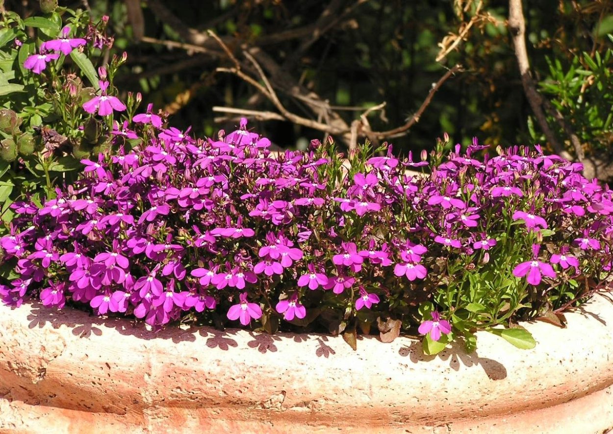Лобелия эринус Королевский дворец