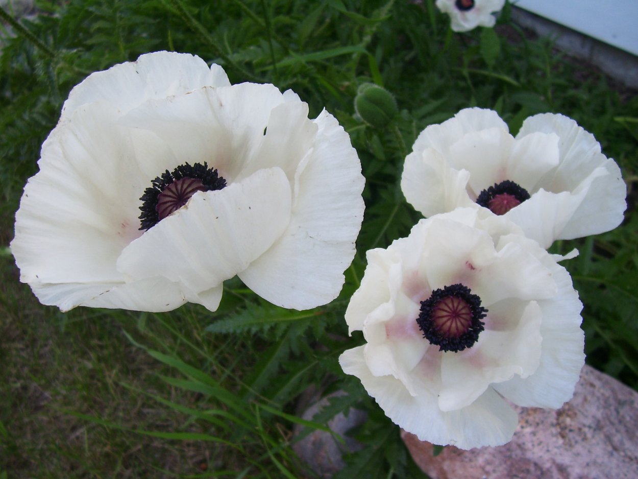 Мак Papaver Alba