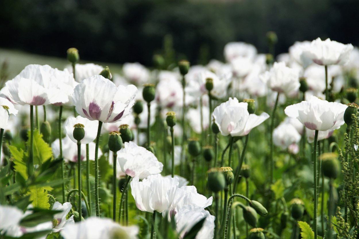 White Poppy field