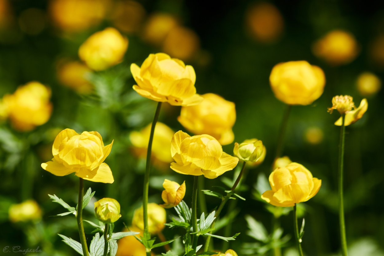Купальница европейская (Trollius europaeus)