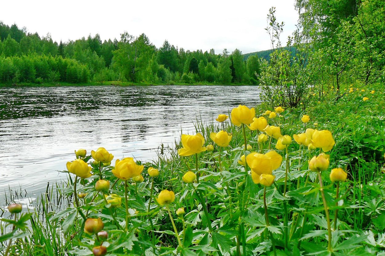 Купальница Италмас