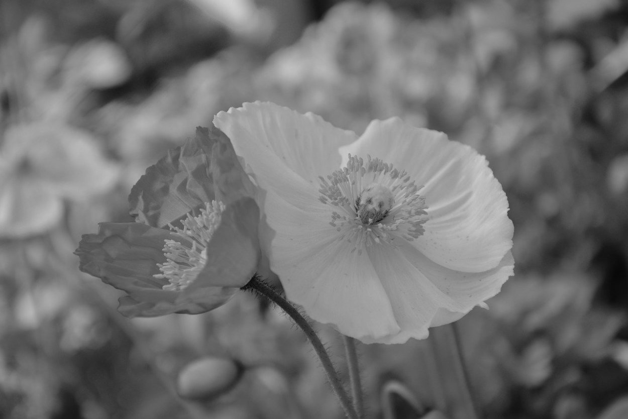 Мак Papaver Black and White