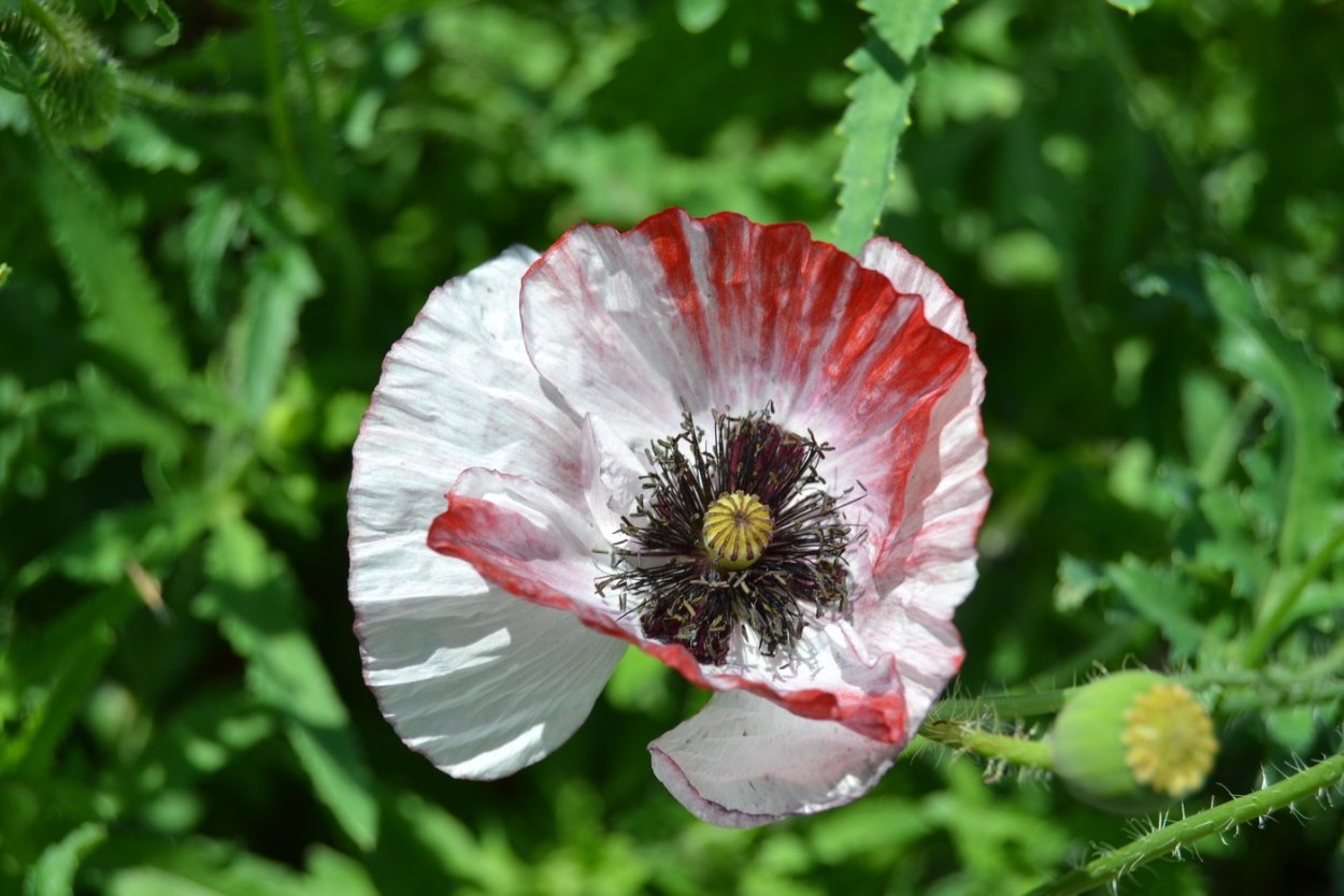 Мак снотворный (растение вида Papaver somniferum l)