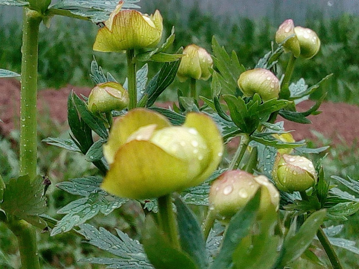 Купальница Golden Queen