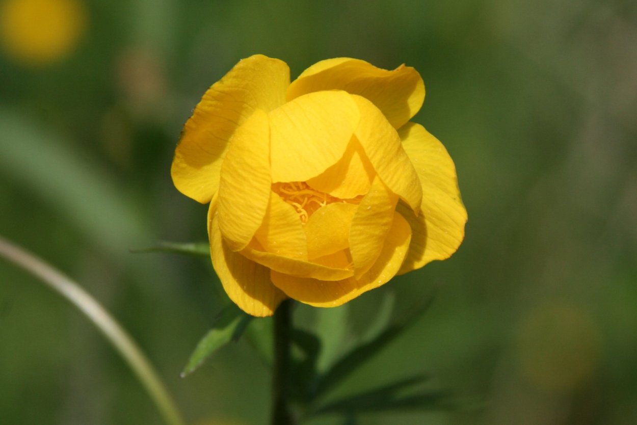 Купальница (Trollius)