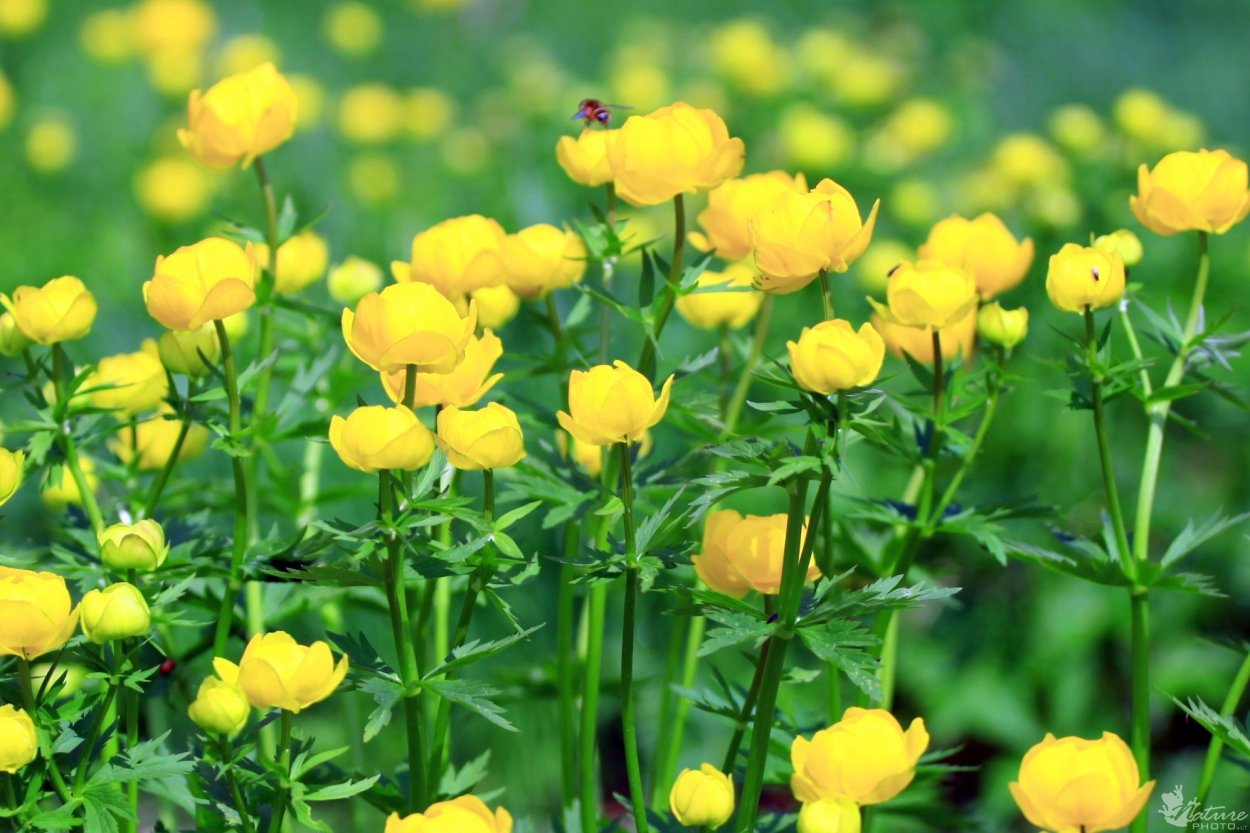 Купальница европейская (Trollius europaeus)