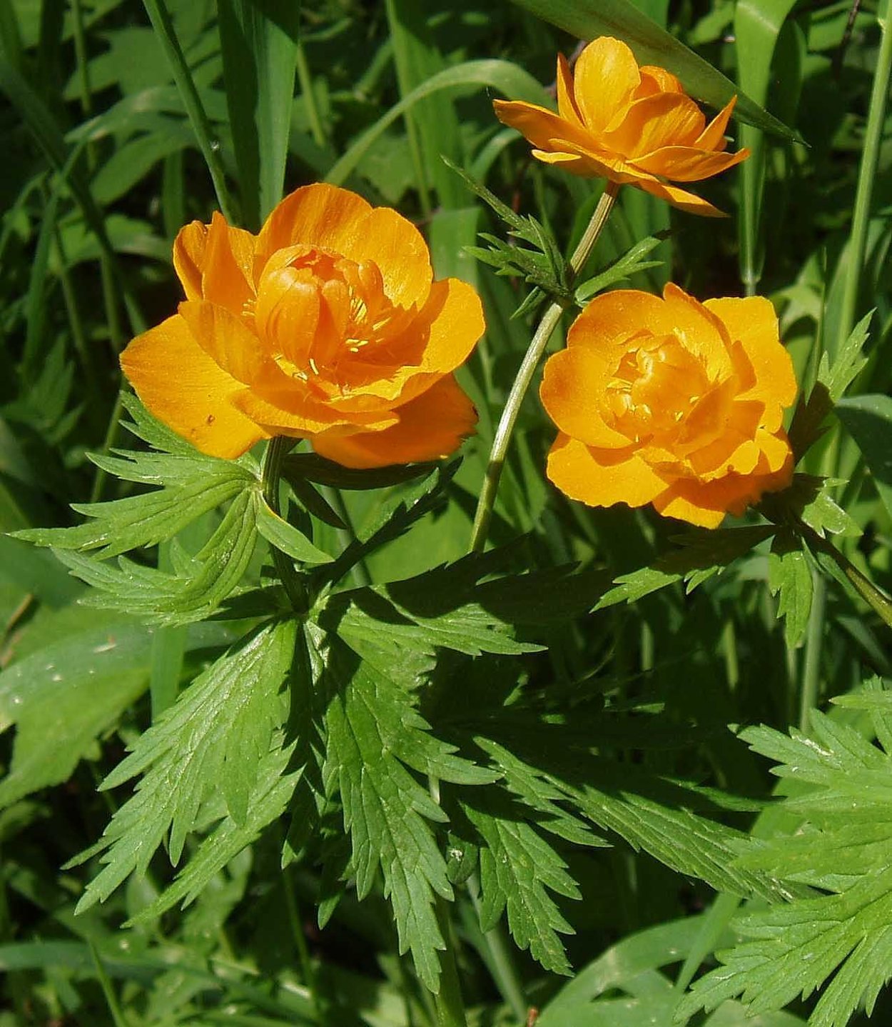 Купальница троллиус