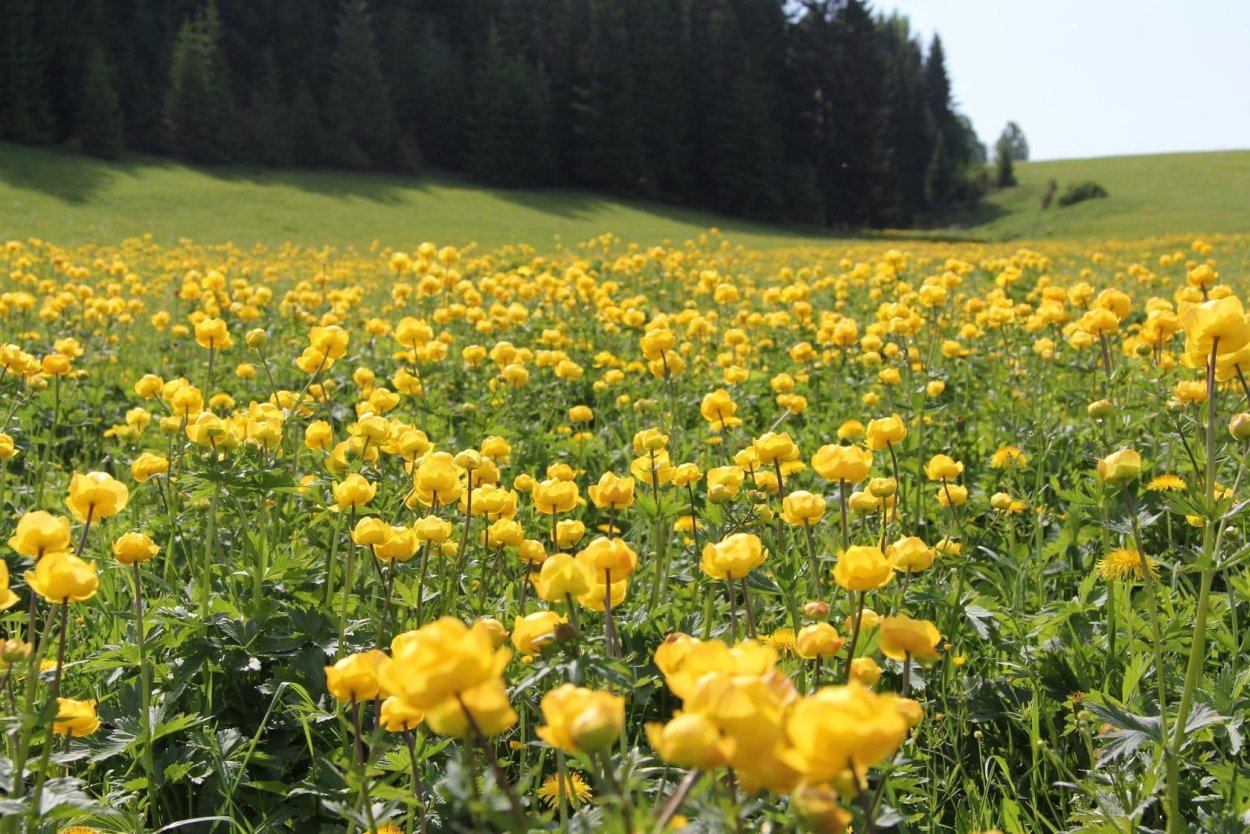 Купальница европейская (Trollius europaeus)