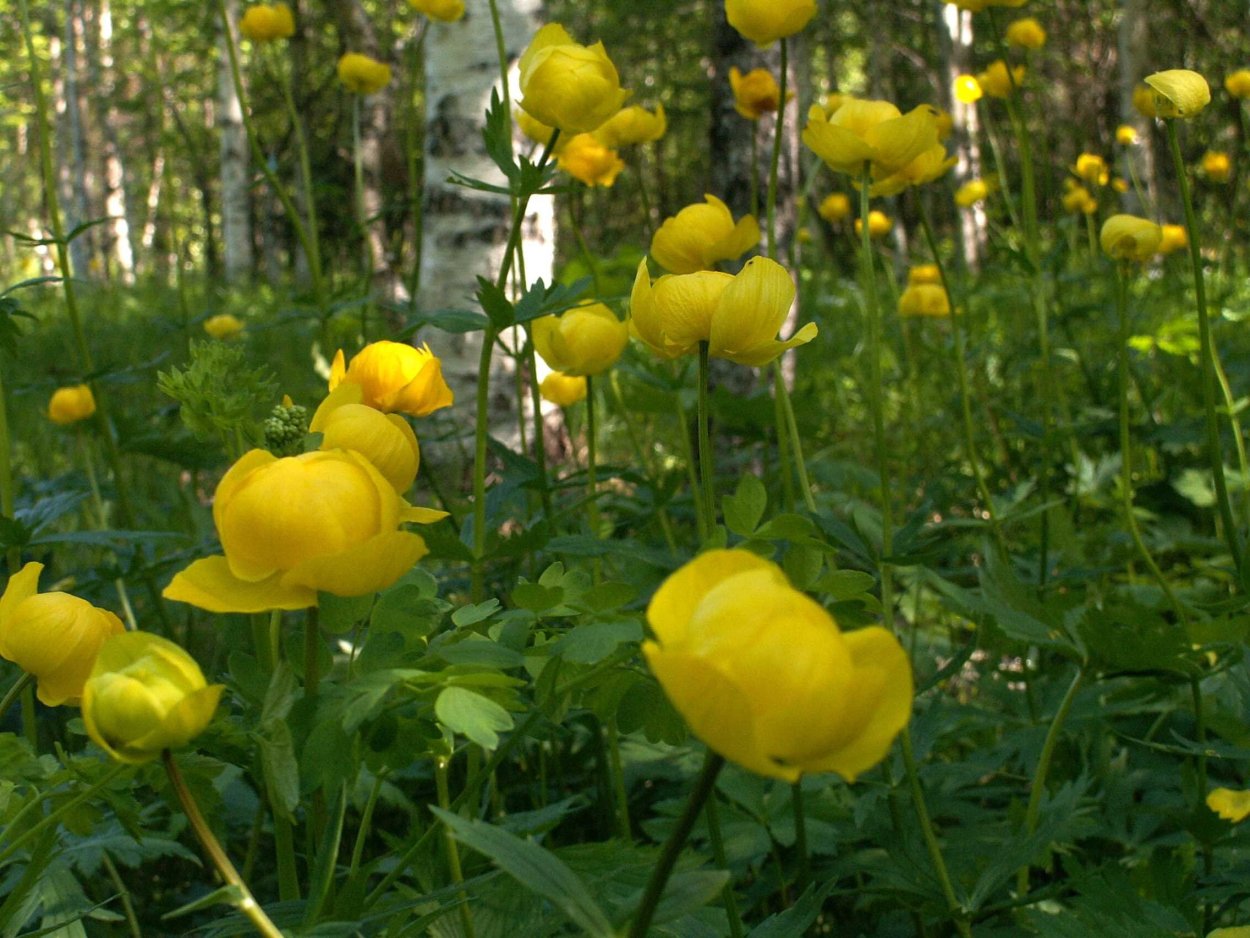 Купальница европейская