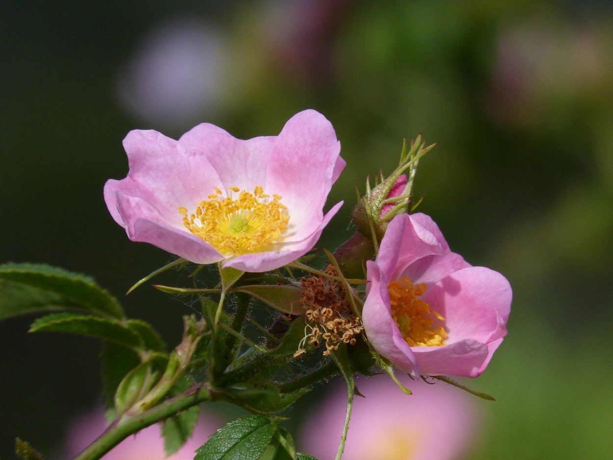 Rosa Canina, Wild Rose