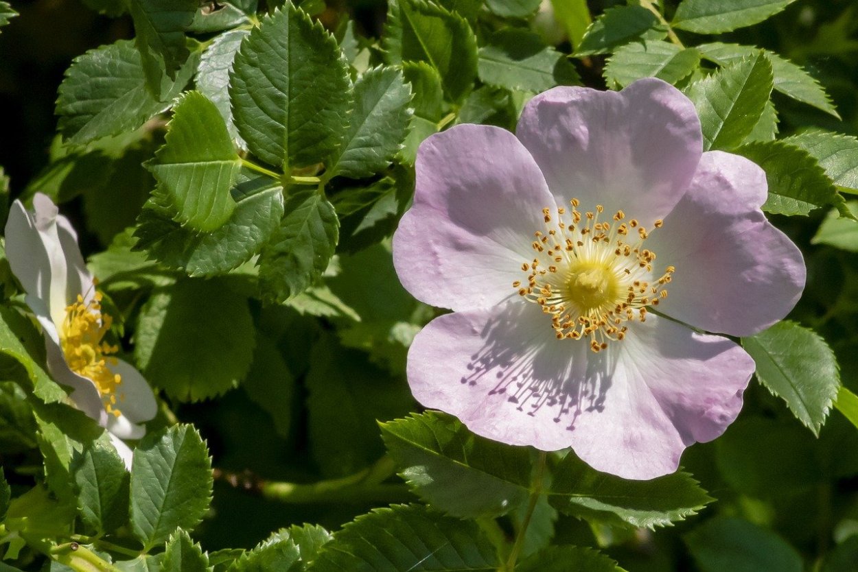 Rosa rubiginosa