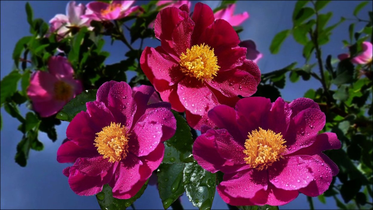 Briar шиповник