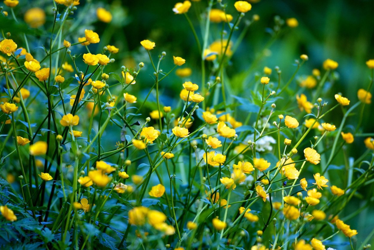 Лютик болотный ( Ranúnculus)