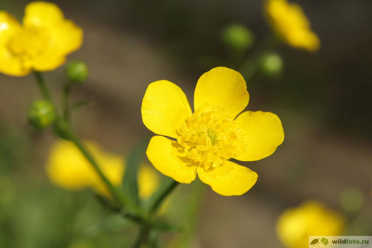 Ranunculus Acris Лютик едкий