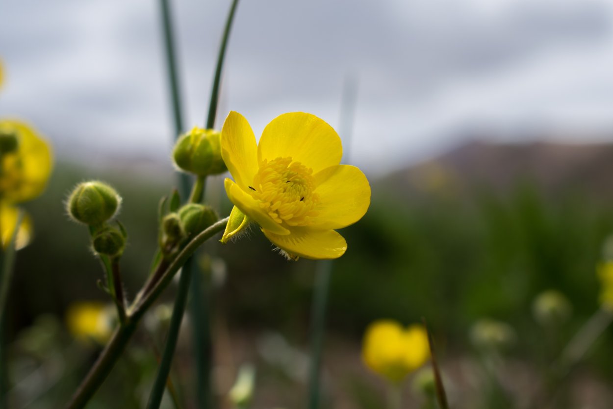 Ranunculus Acris Лютик едкий