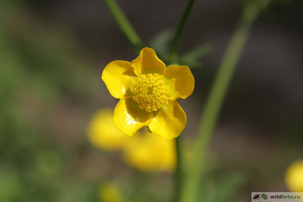 Лютик едкий – Ranunculus Acris l.