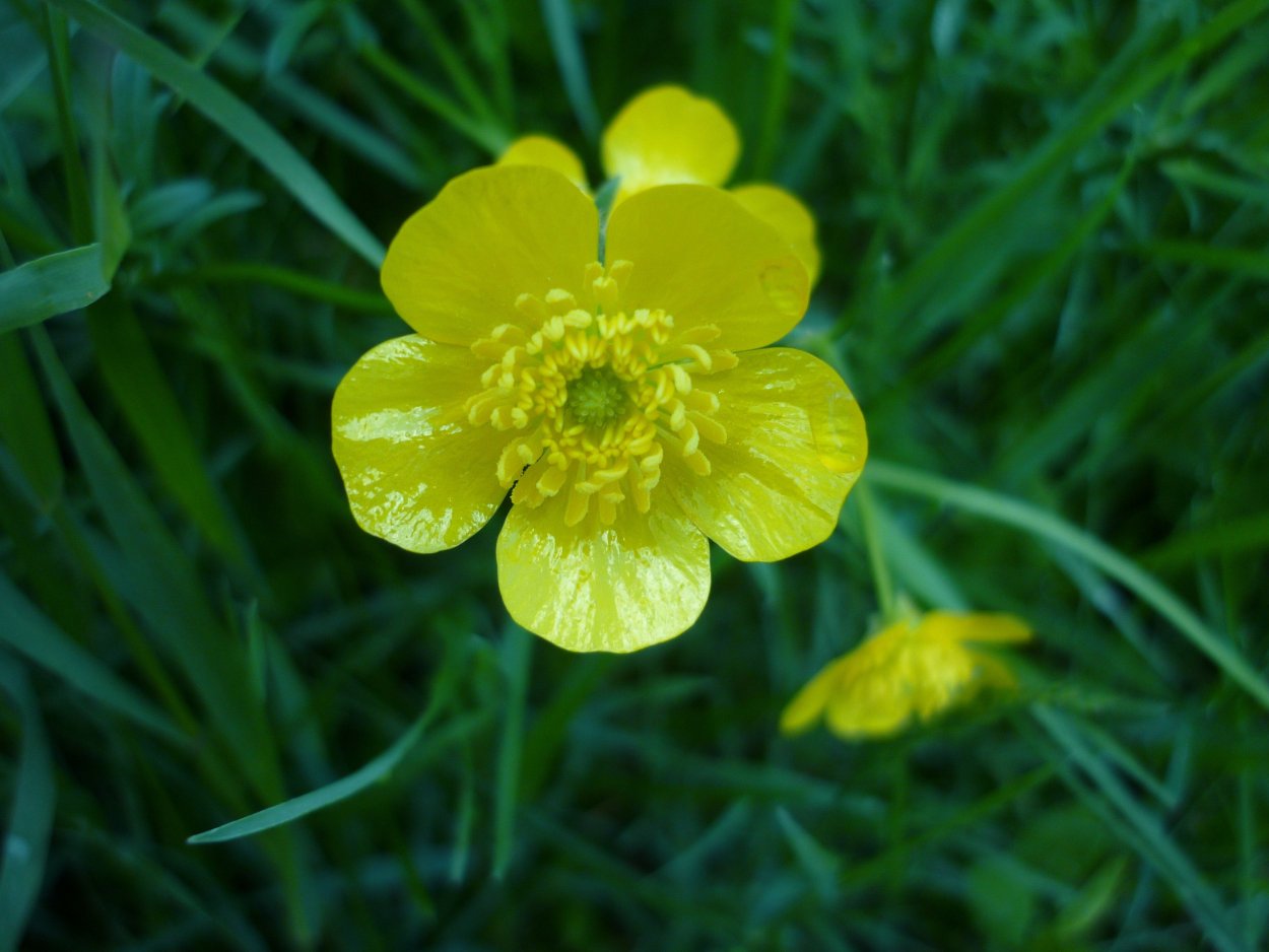 Лютик болотный ( Ranúnculus)