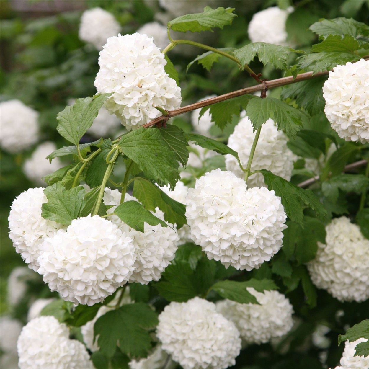 Калина (Viburnum opulus