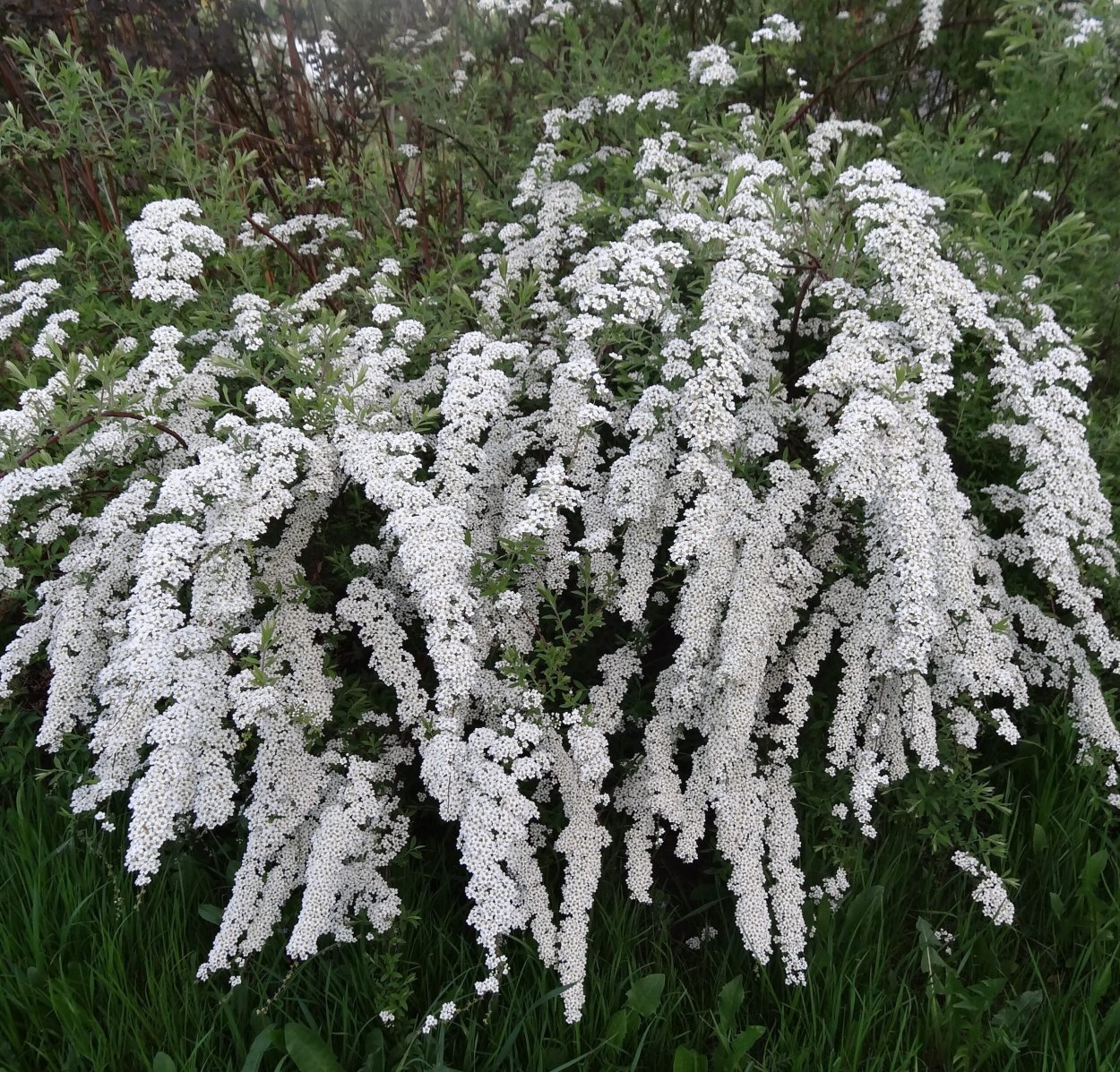 Кустарник спирея Грефшейм