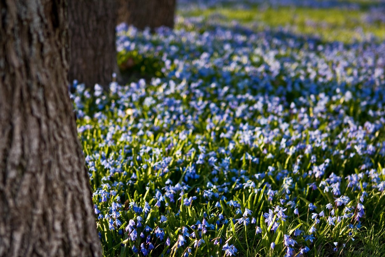 Пролеска Сибирская Scilla Siberica