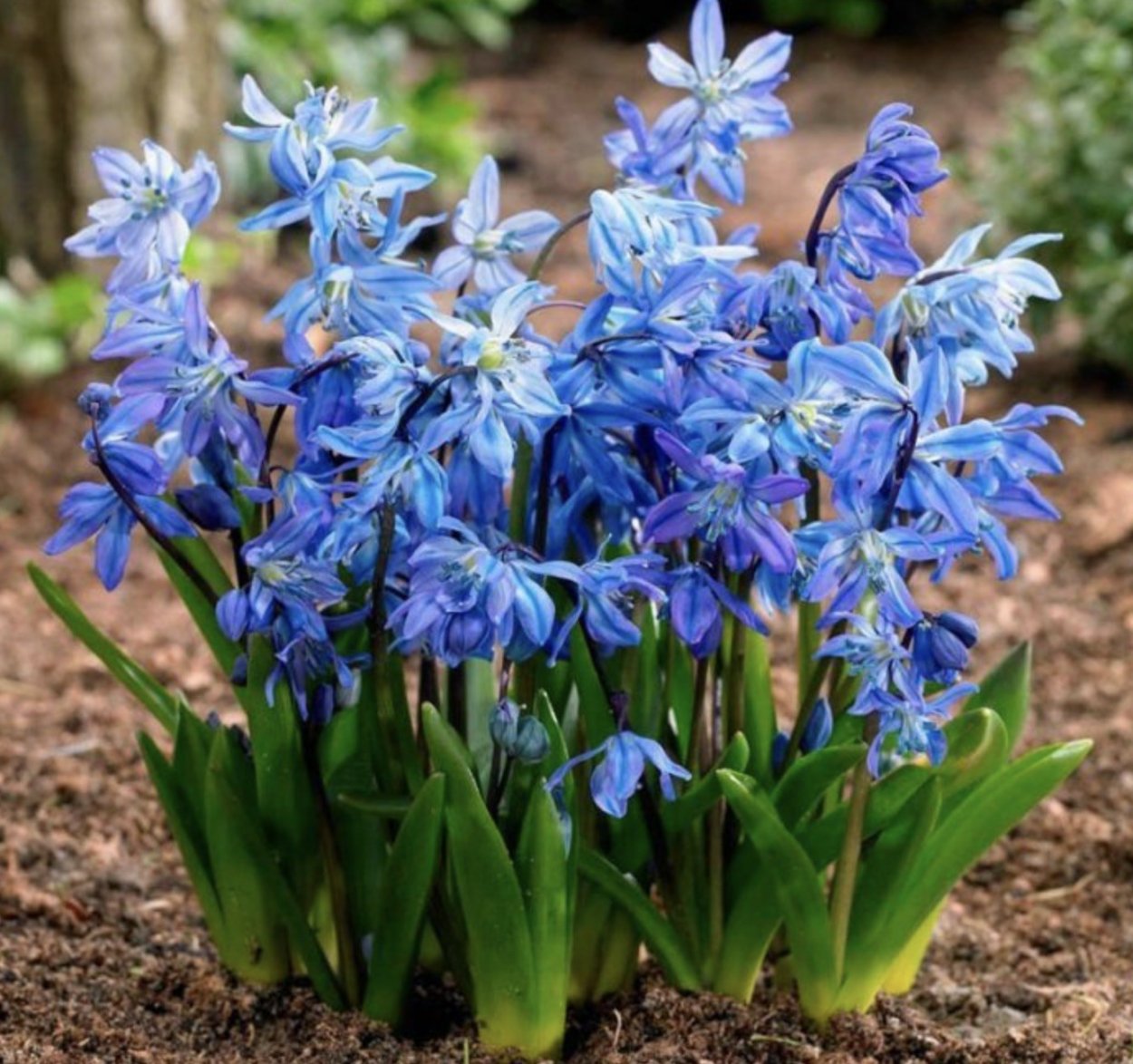 Сцилла (пролеска) Сибирская (Scilla Siberica)