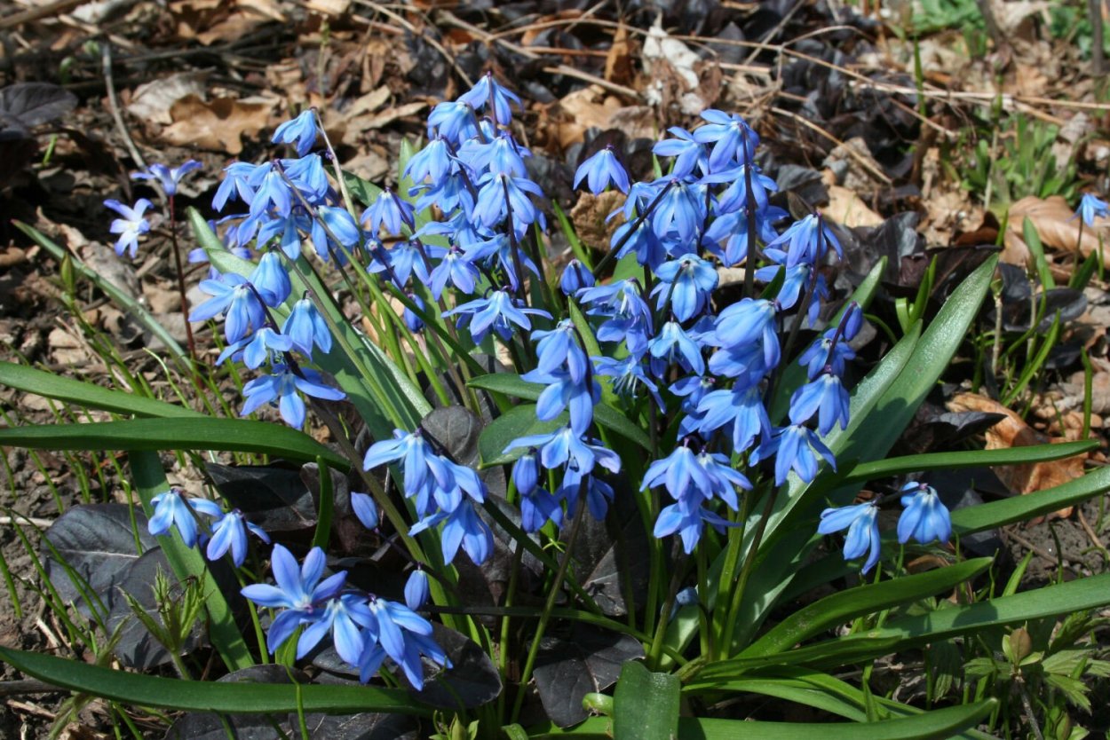 Пролеска Сибирская (Scilla sibirica)