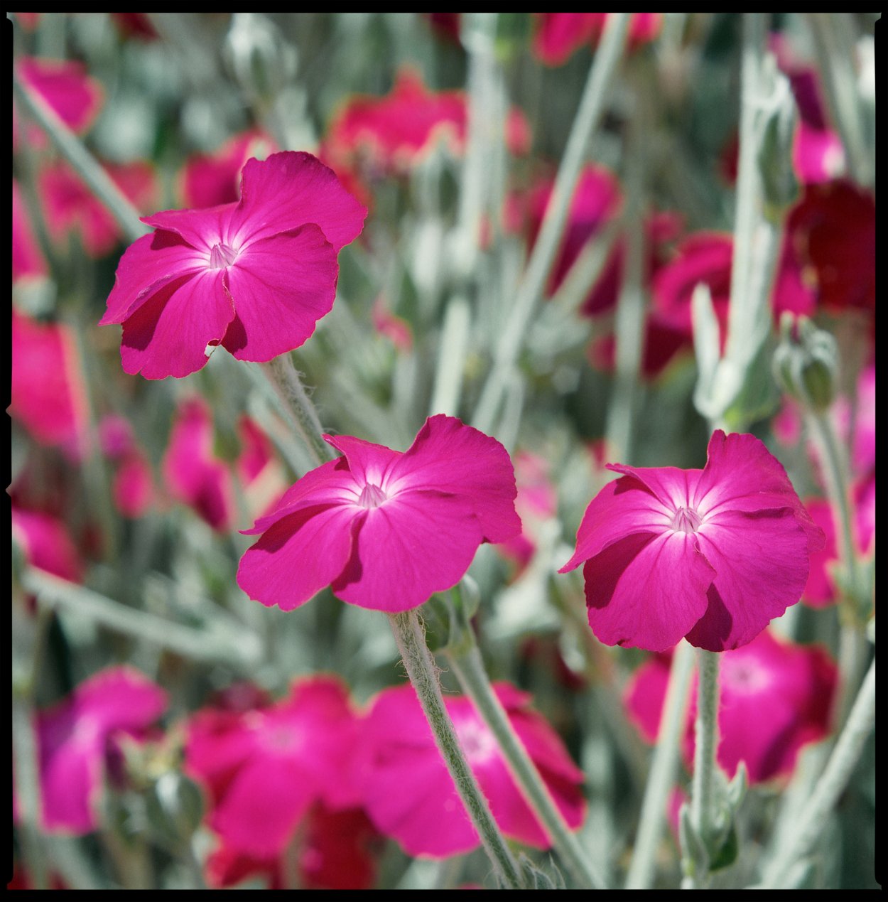 Лихнис корончатый (Lychnis coronaria)