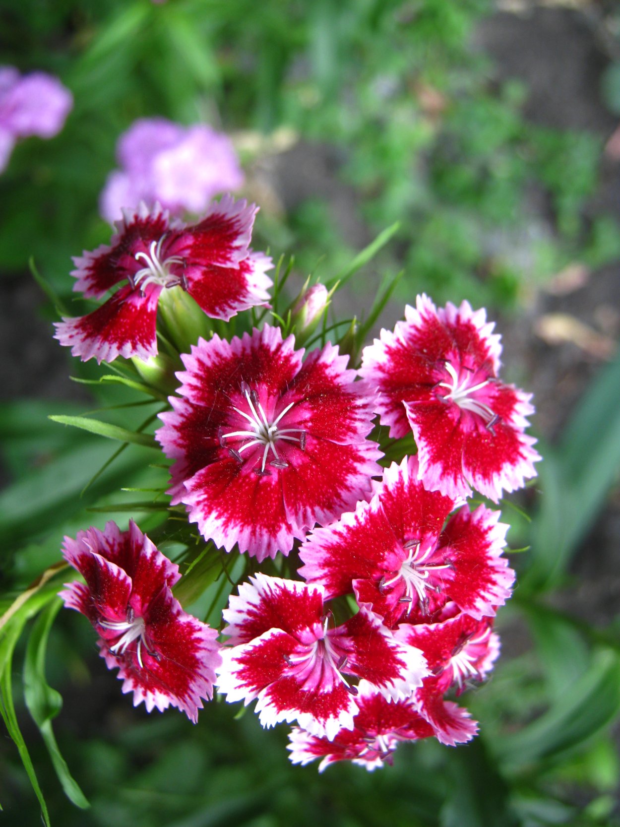 Гвоздика бородатая - Dianthus barbatus