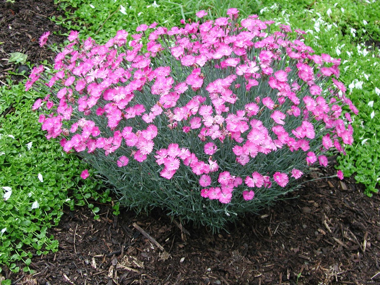 Гвоздика Dianthus Alpinus