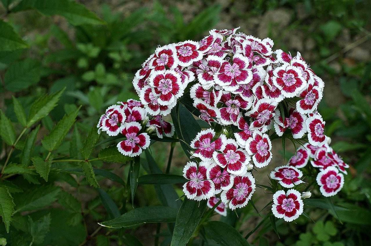 Гвоздика бородатая - Dianthus barbatus