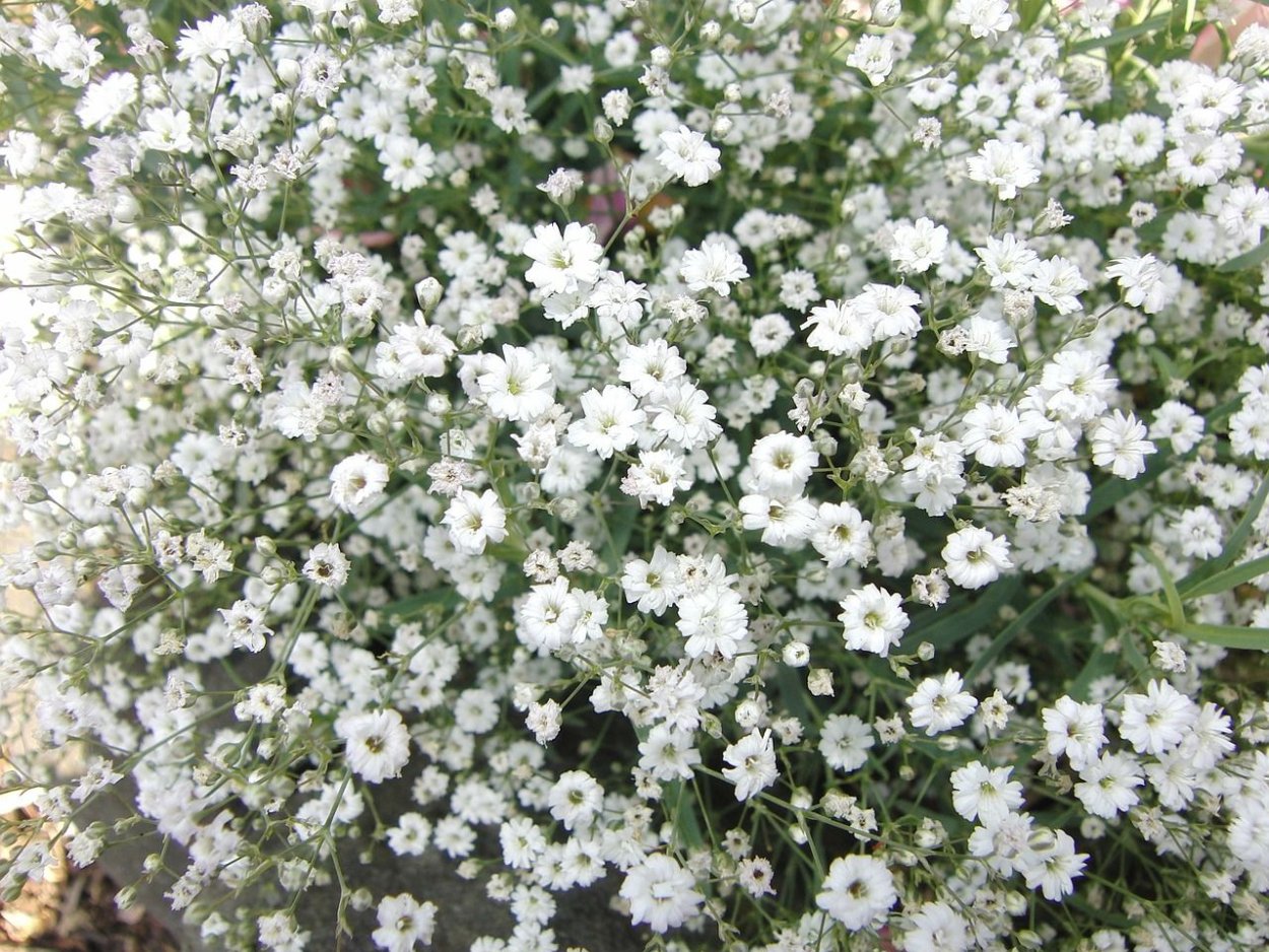 Гипсофила ползучая Альба (Gypsophila repens Alba)