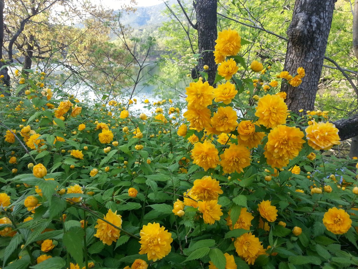 Керрия кустарник