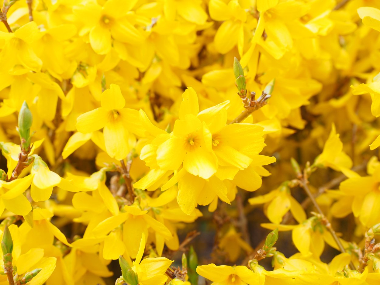 Кустарник цветет желтыми цветами весной