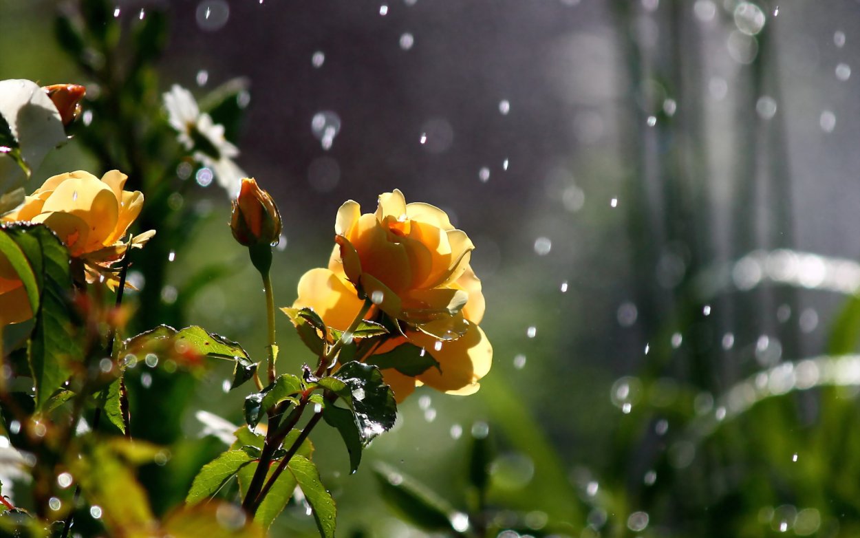Цветы дождя