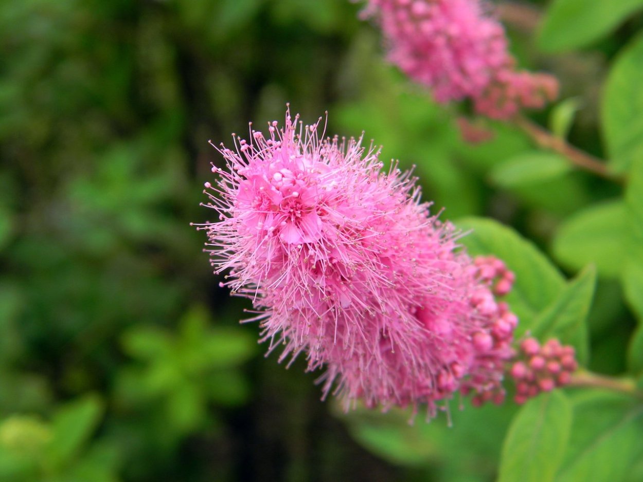 Спирея иволистная Spiraea salicifolia