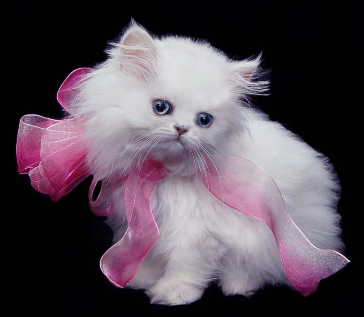 Розовая кошка