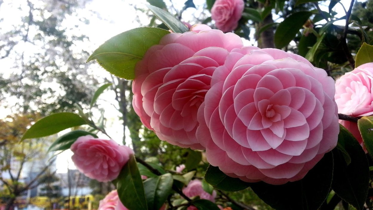 Камелия японская Camellia japonica