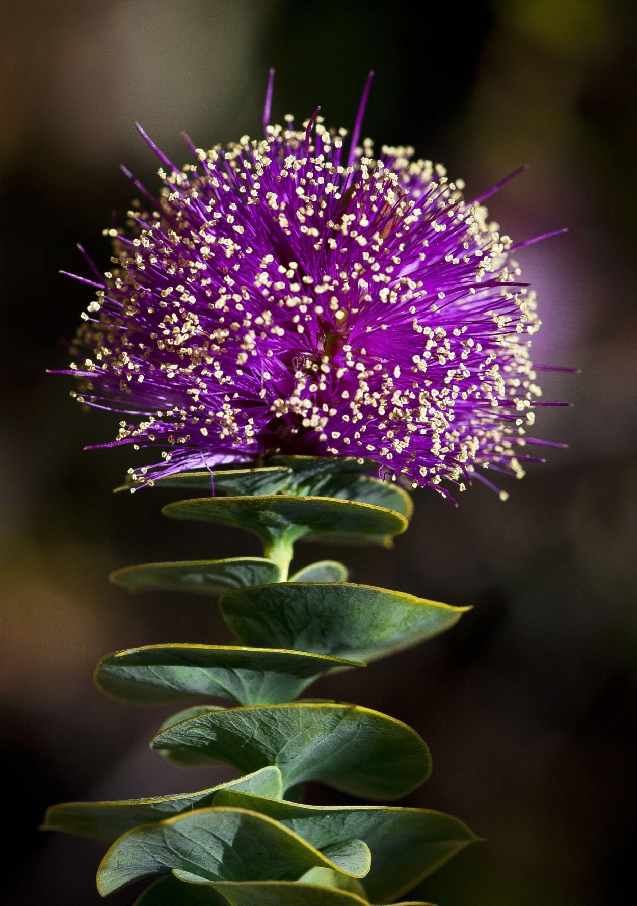 Eremae violacea