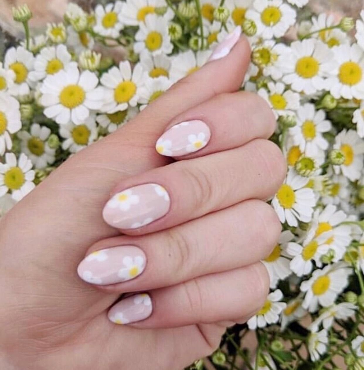 Френч с ромашками