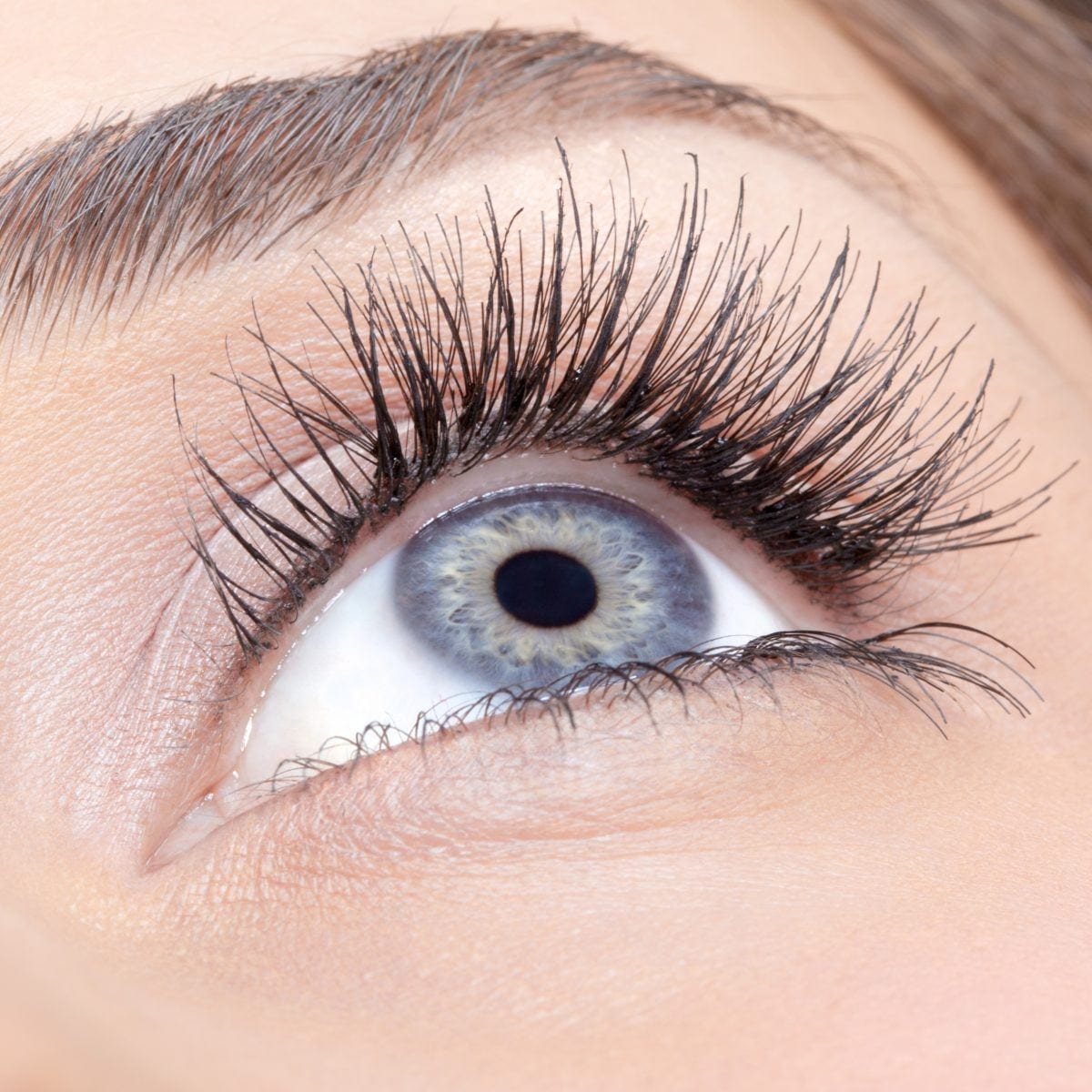 Lash ресницы