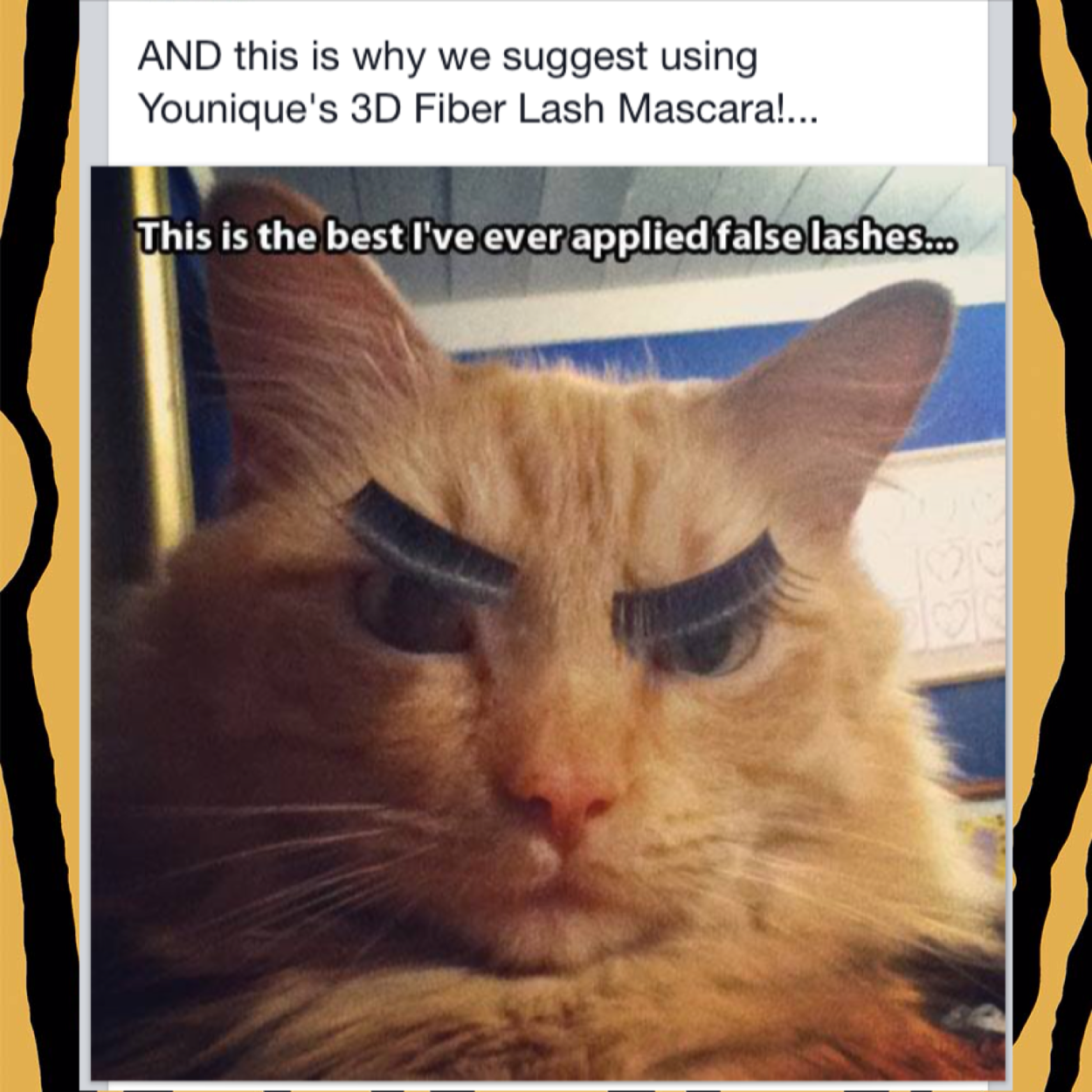 Коты с накладными ресницами